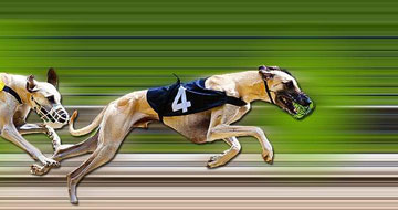 Greyhound Racing